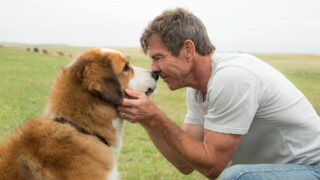 A Dogs Purpose